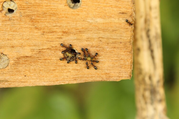Ameisen zerren Larven aus dem Nest