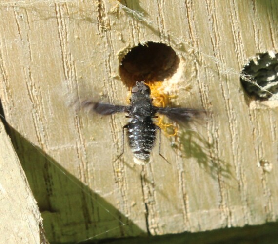 Ein Trauerschweber (Anthrax anthrax) im Anflug auf ein Nest