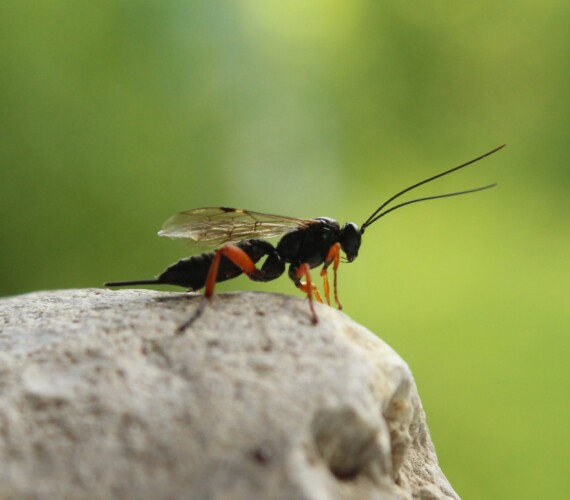 Schwarze Schlupfwespe (Pimpla rufipes)