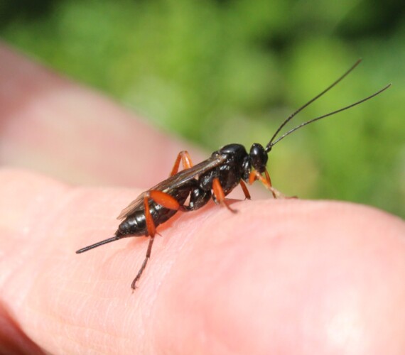 Pimpla rufipes,
Schlupfwespen sind harmlos