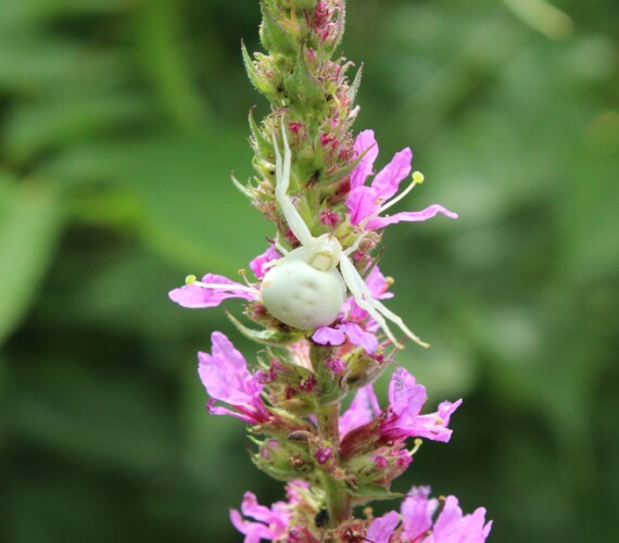 Krabbenspinne in Lauerstellung