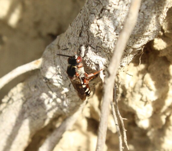 Heide-Filzbiene ( Epeolus cruciger)