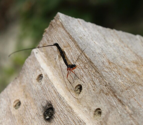Rotbeinige Holzschlupfwespe (Ephialtes manifestator) am Nesteingang