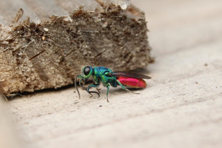 Goldwespe aus der Chrysis ignita Gruppe