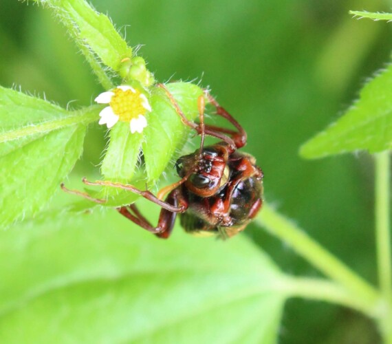 Erlen-Keulhornblattwespe (Cimbex connatus)