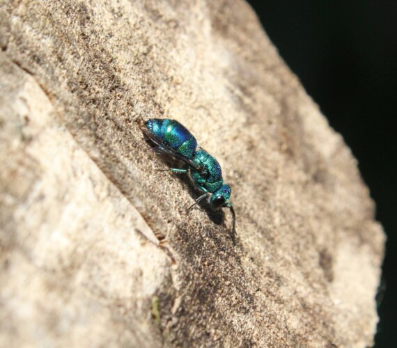 Blaue Goldwespe (Trichrysis cyanea)