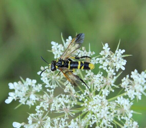 Pflanzenwespe aus der Familie der Echten Blattwespen (Tenthredo spec.)