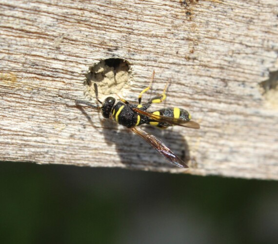 Eine Falten- Erzwespe (Leucospis dorsigera) inspiziert den Nesteingang einer Mauerbiene