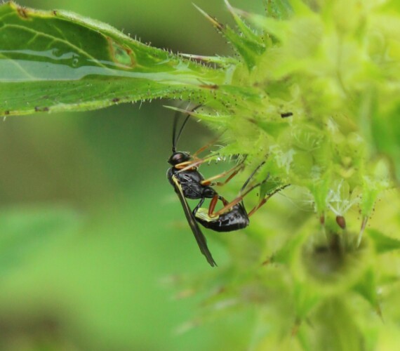 Ichneumonidae spec.