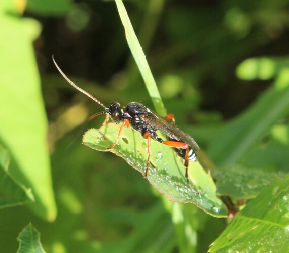 Ichneumonidae spec.