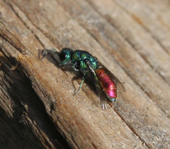 Goldwespe (Chrysis_spec.)