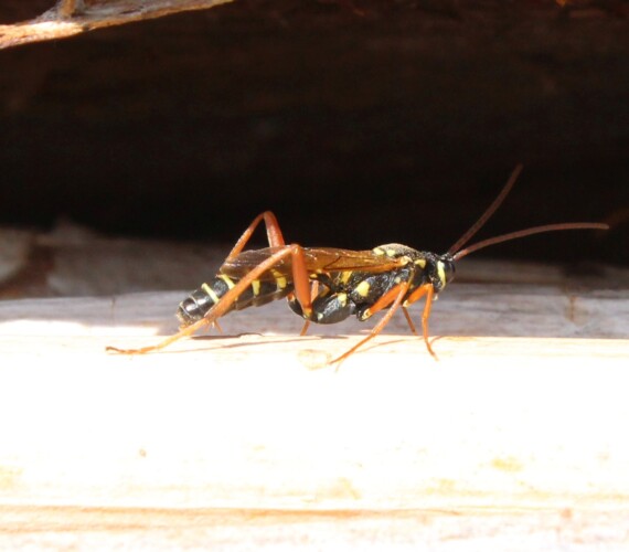 Latibulus argiolus ist ein Raubparasit der Haus-Feldwespe (Polistes dominula)