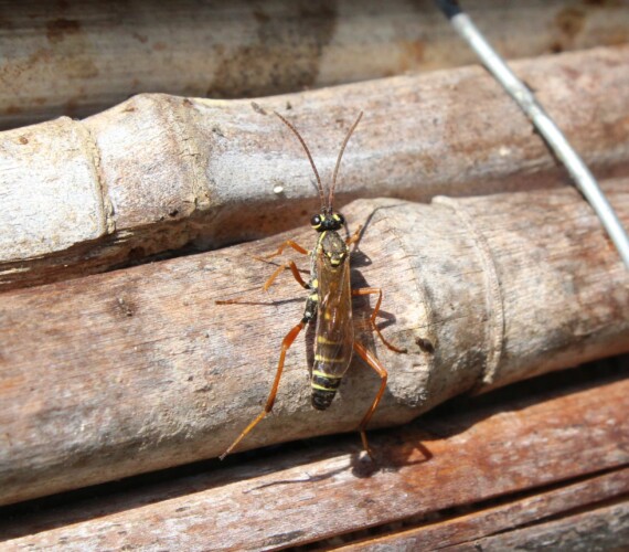 Latibulus argiolus beim Inspizieren des Insektenhotels