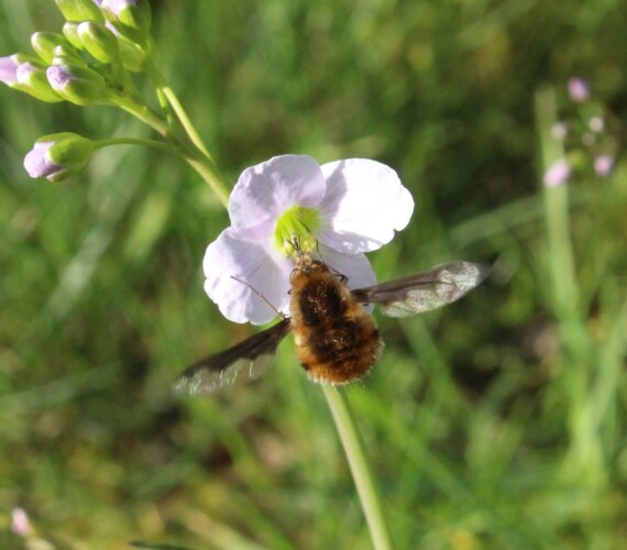 Grosser Wollschweber (Bombylius major) beim Nektar trinken