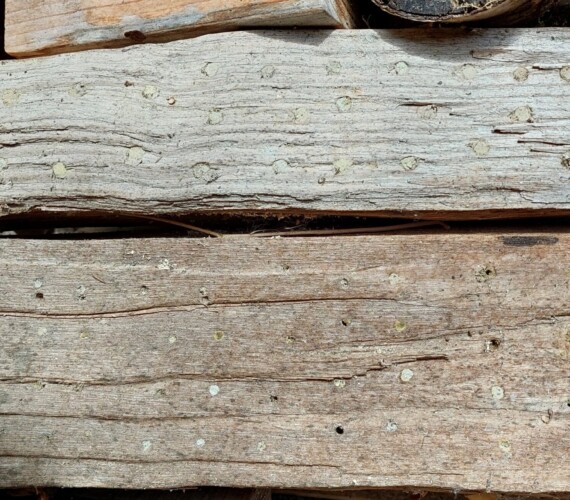 Insektenhotel in Hartholz: fast allen Bohrungen sind belegt