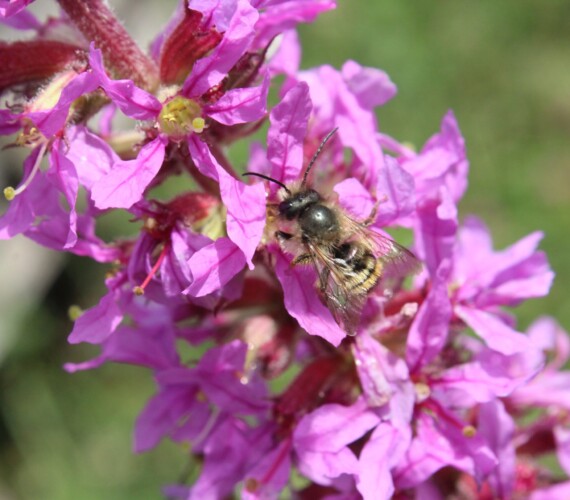 Gewöhnlicher Blutweiderich