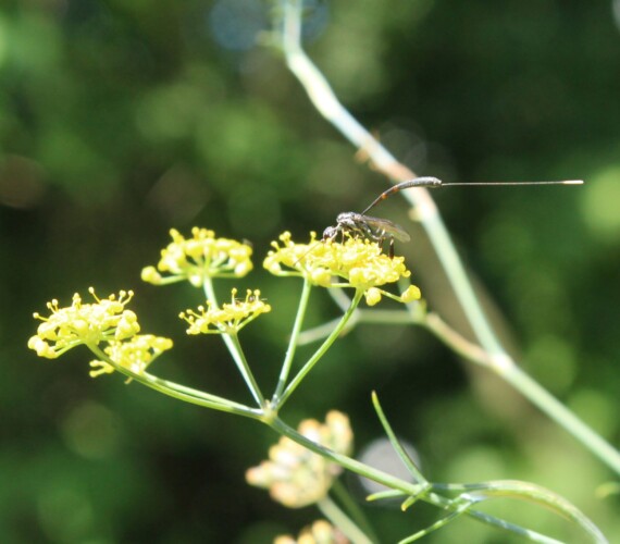 Gewürzfenchel
