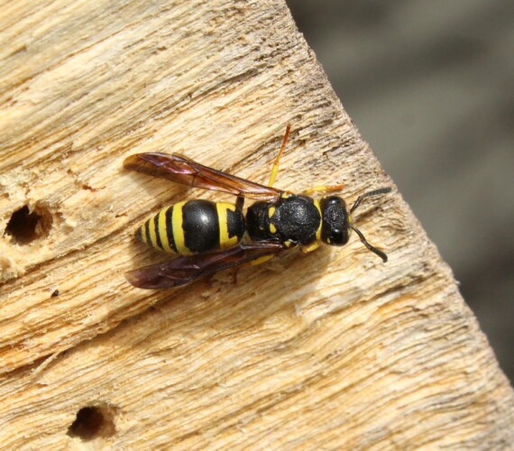 Körperbau: Hakenwespe