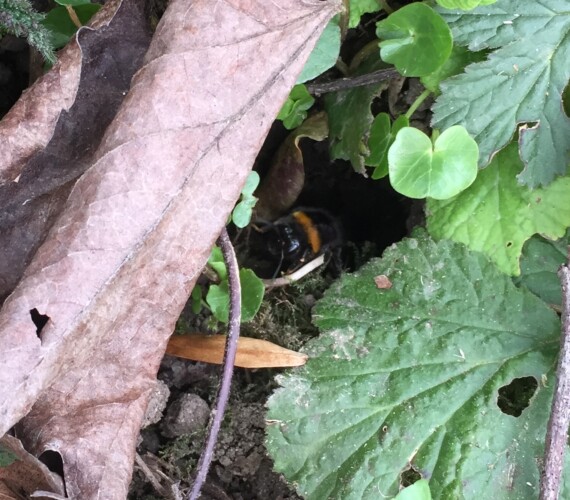 Eine Hummel inspiziert ein Mäuseloch.....