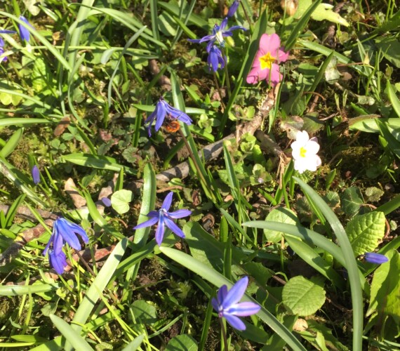 Blaustern