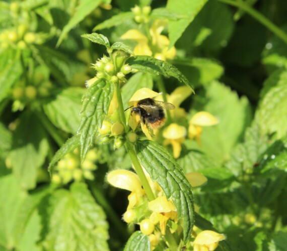 Steinhummel