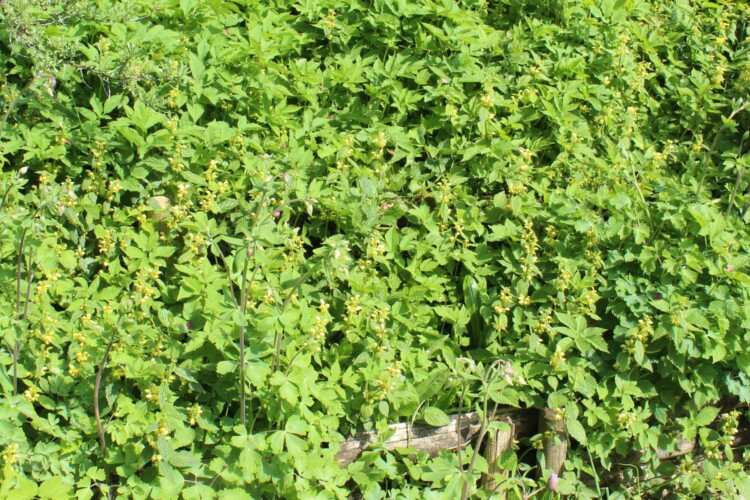 In unserem Garten im April und im Mai