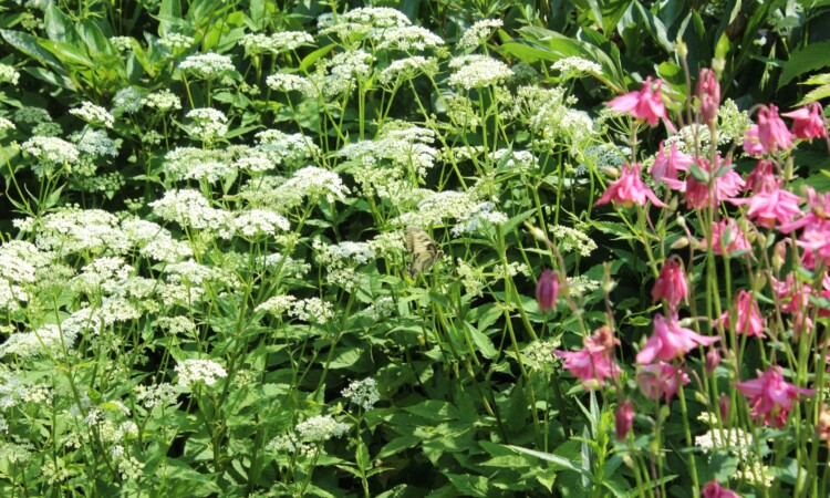 Giersch kommt im Garten ohne unser Zutun