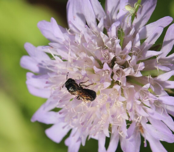 Wiesen-Witwenblume