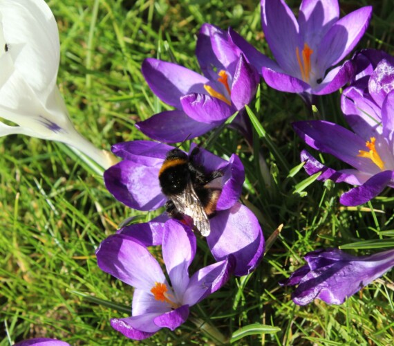 Krokus