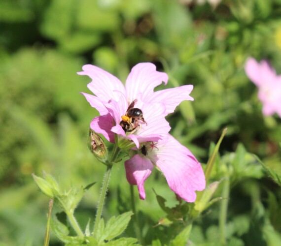 Geranium