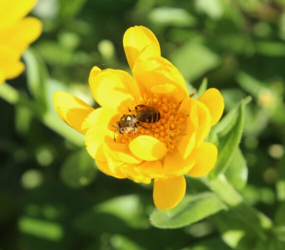 Ringelblume (wächst im Gemüsegarten)
