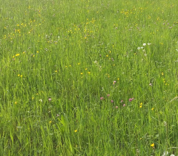 Wiese mit....