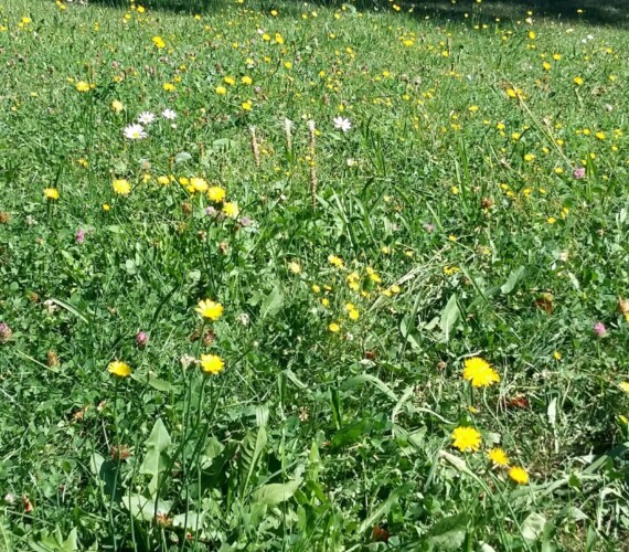 Blumenwiese...
