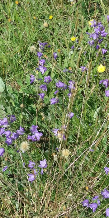 Glockenblumen