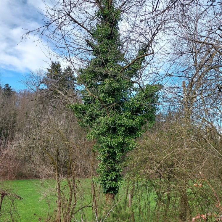 Chriesibaum mit Efeu