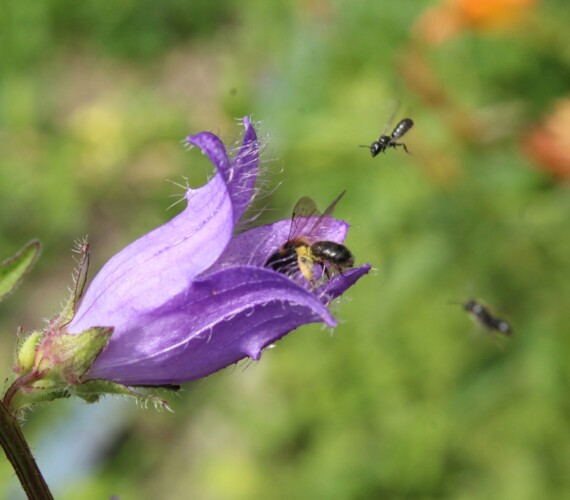 Nesselblättrige Glockenblume