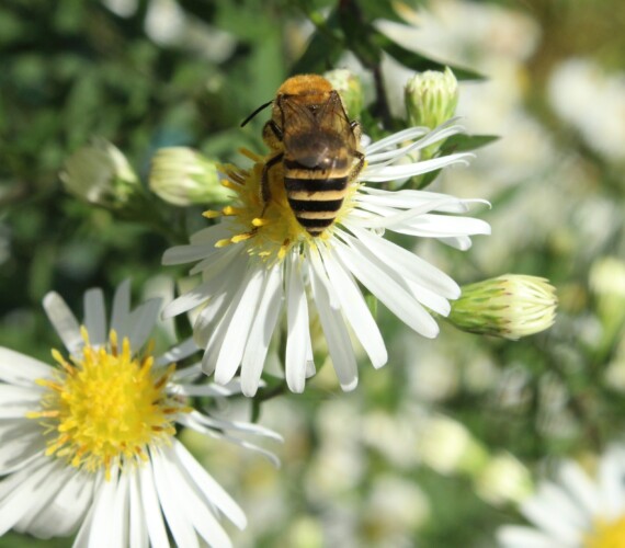 Aster