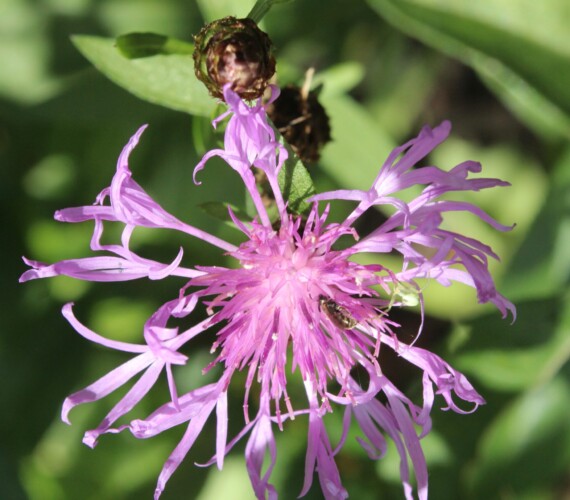Wiesen-Flockenblume