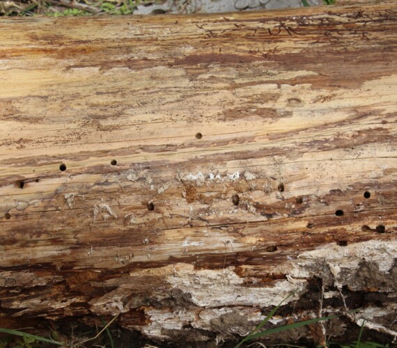 Käferfrassgänge in einem Baumstamm