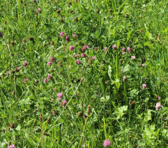 ....Blumen