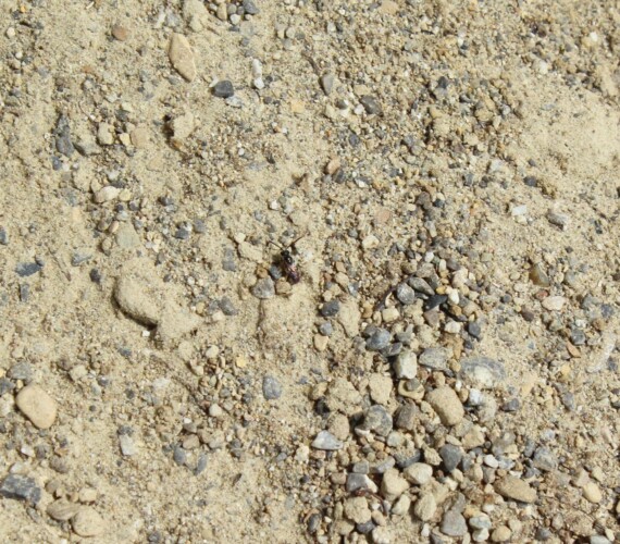 Schwach geneigter kiesig-sandiger Boden wird von dieser Schmalbiene bevorzugt