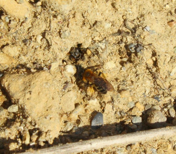 Andrena bicolor am Nistplatz