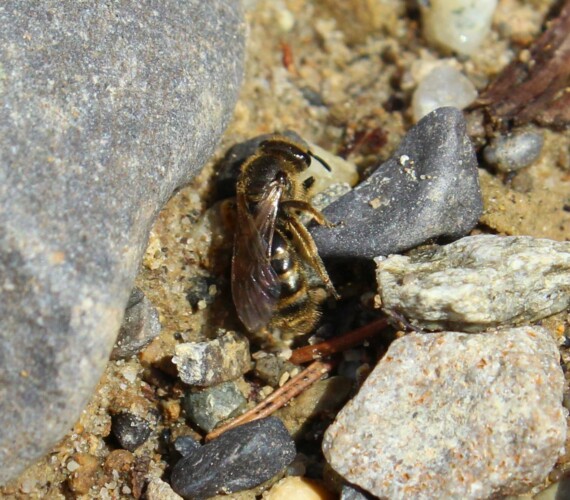 Lasioglossum spec