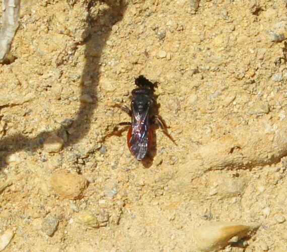 Blutbiene (Sphecodes_spec.) auf der Suche nach einem Wirtsnest
