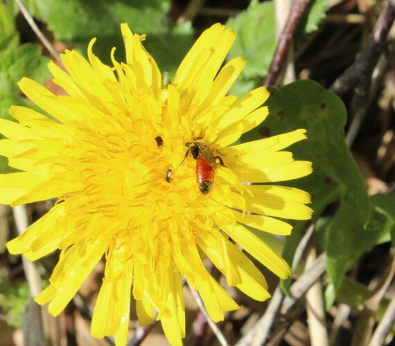 Die Blutbiene (Sphecodes_spec.) sucht nach Nektar