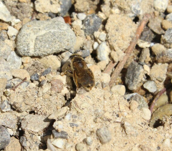 Lasioglossum spec: sichtbar ist die typische Furche