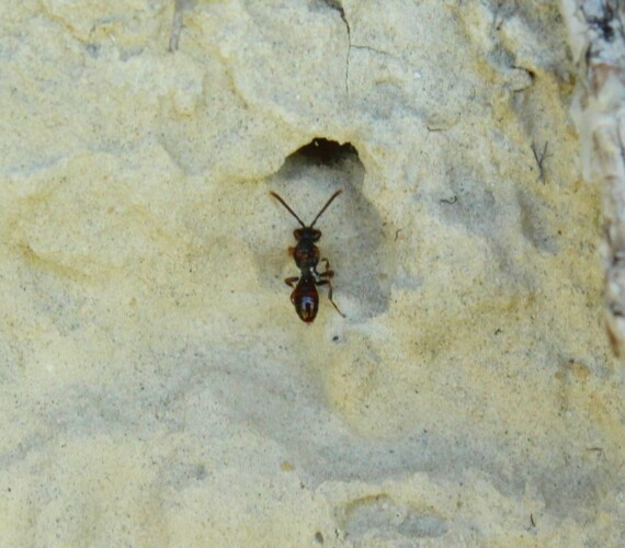 Wespenbiene aus der Nomada sheppardana-Gruppe